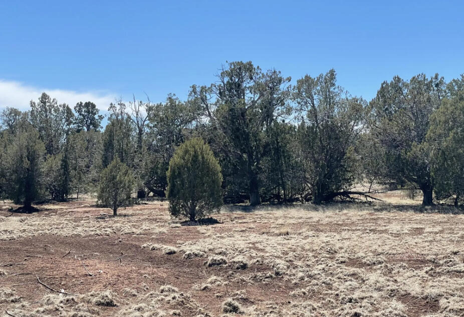 Next to Public Land - Cll Ciervo, Seligman, AZ 86337